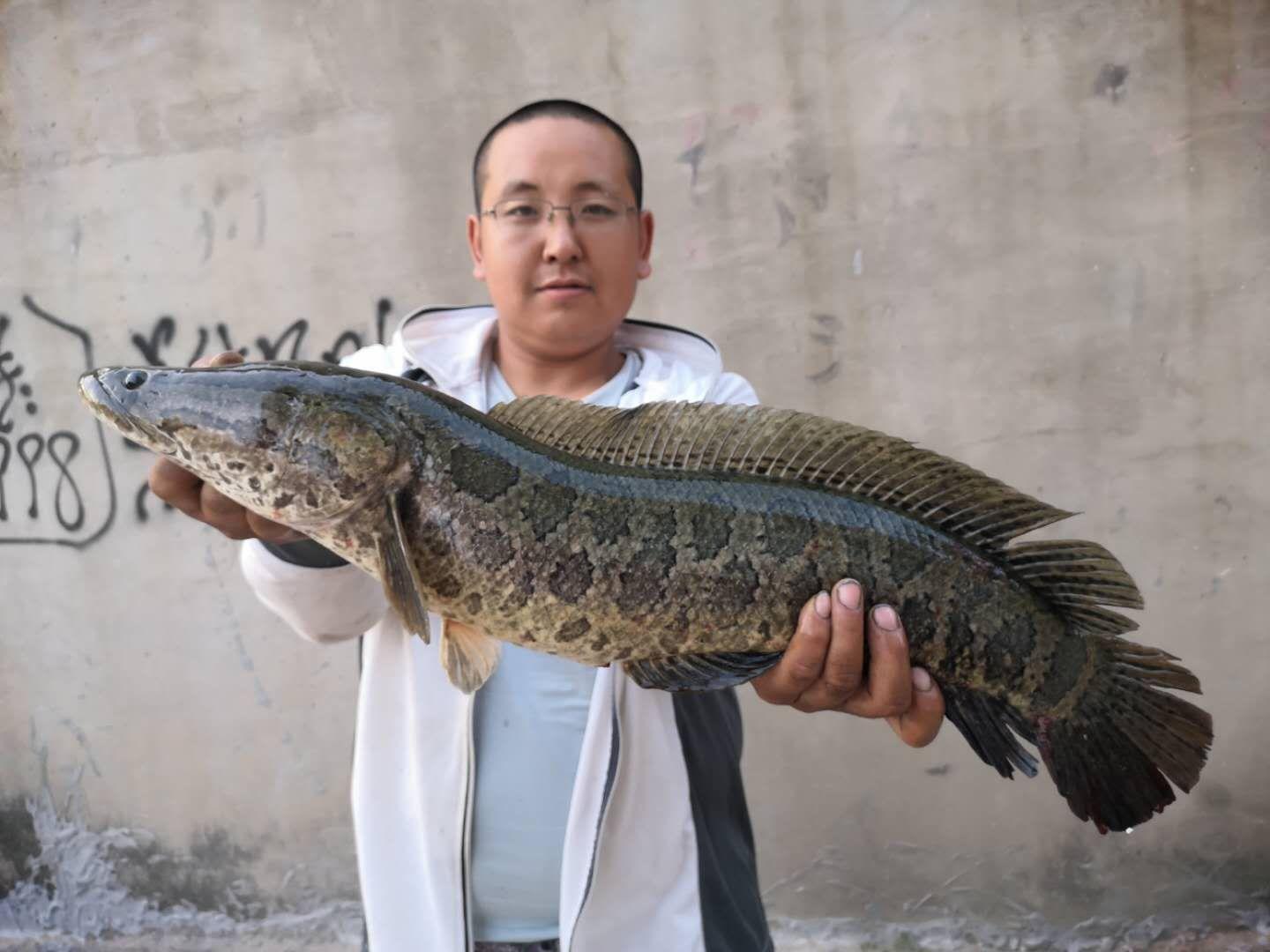 路亞黑魚釣法實戰(zhàn)體驗與深度解析，效果揭秘